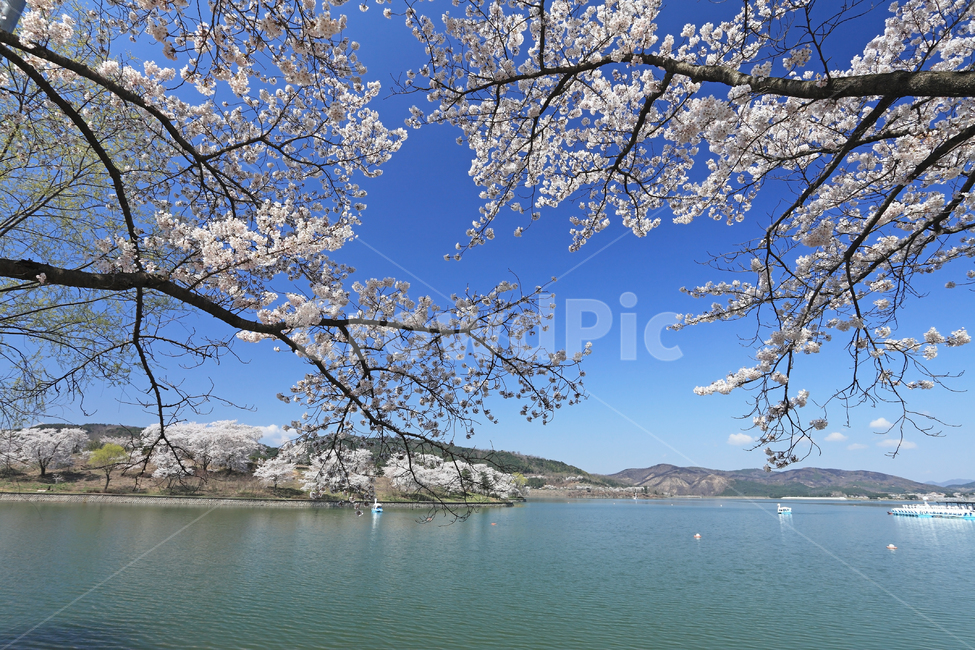 Gyeongbuk,tree branch,scenery,spring,beautiful,South Korea,Gyeongsangbukdo,cherry trees,season,resort,Bomun Tourist Complex,sky,waterside,nature,Gyeongjusi,Bomun Lake,tree,water,Gyeongju,cherry blossoms,attraction,plant,spring scenery,amusement park,lake