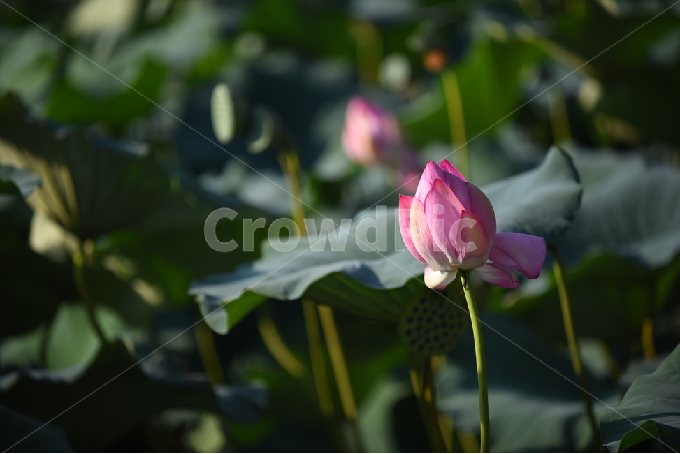 연꽃,연잎,연화지,꽃봉오리,식물,분홍,연두,초록,식물,자연,plants,nature,꽃,flower