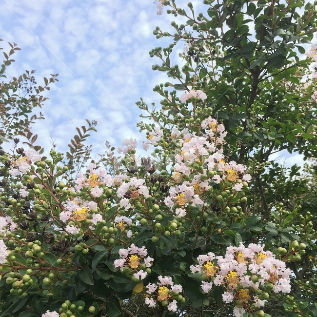 꽃,식물,나무,흰색꽃,백일홍나무,배롱나무,식물,자연,plants,nature,꽃,flower