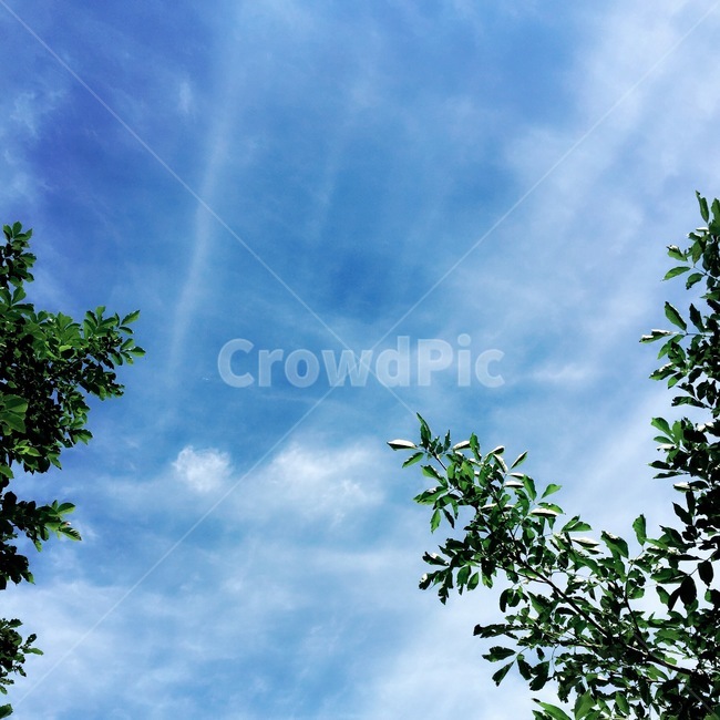 하늘,자연,구름,나무,감성,자연,풍경,nature,landscape,outdoors,옥외,sky,azure sky,푸른 하늘