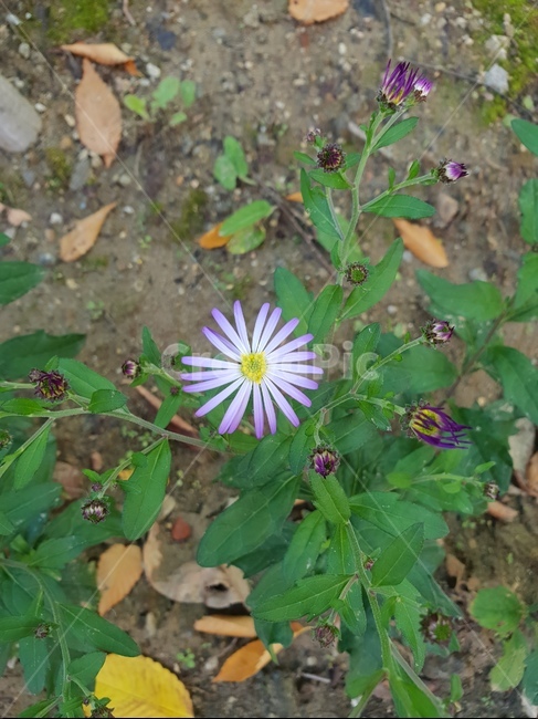 꽃,숲,초록,보라,식물,자연,식물,자연,plants,nature,꽃,flower