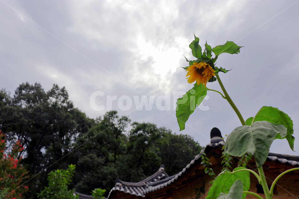 plant,식물,해바리기,하늘,한옥,풍경,나무,식물,자연,plants,nature,꽃,flower