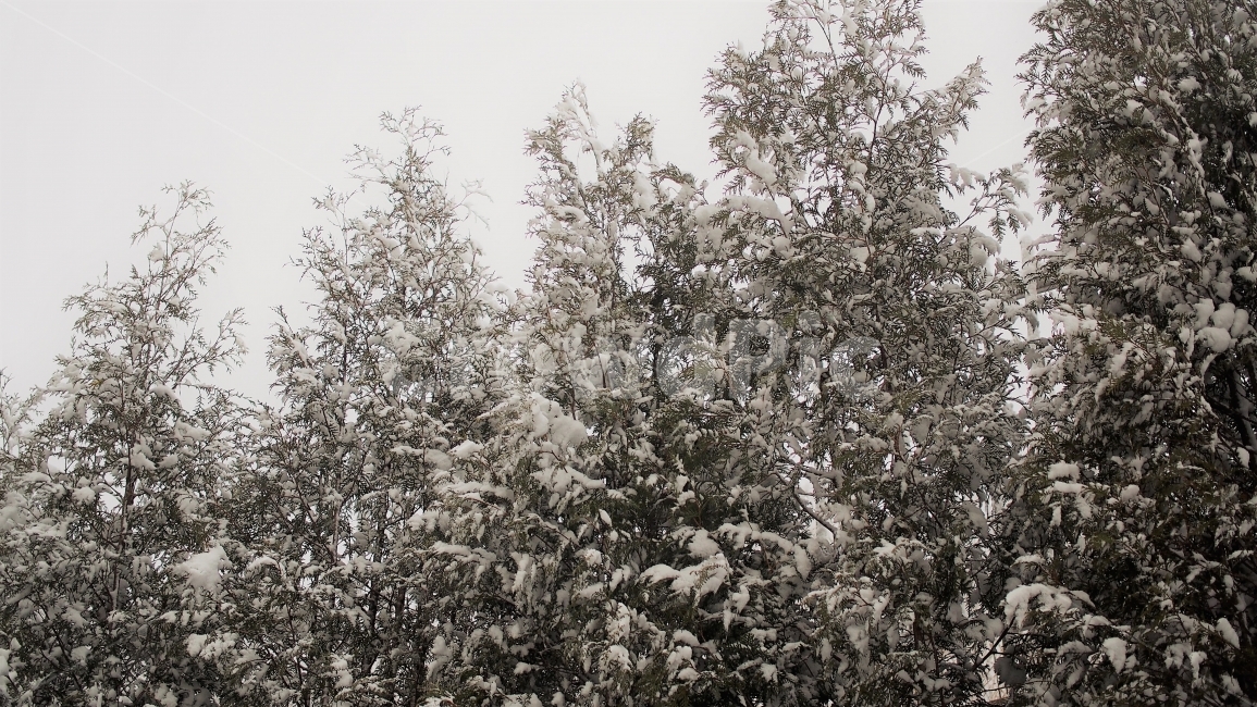 나무,자연,풍경,겨울,눈,크리스마스,트리,white,winter,12월,측백나무,눈오는날,감성,고요한,숲,겨울,계절,winter,season,식물,자연,plants,nature,나무,trees,wood