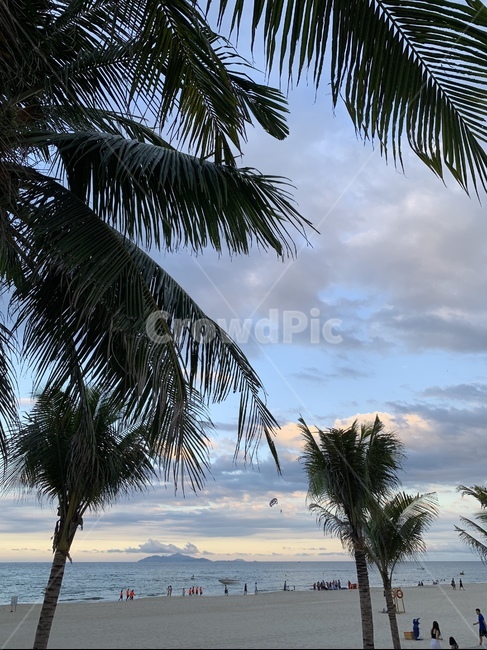 summer,여름,tropical,열렬한,arecaceae,tree,나무,plant,식물,palmtree,야자수,여유,해변,beach,비치,구름,피서,즐거움,행복,모래,해외,미케비치,베트남