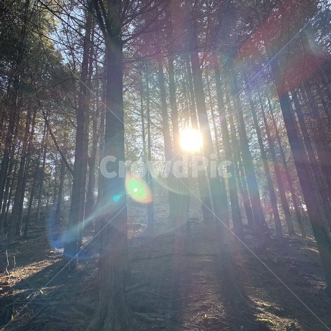 나무,숲,태양,자연,평화,자연,풍경,nature,landscape,flare,플레어,light,빛,sunlight,햇빛