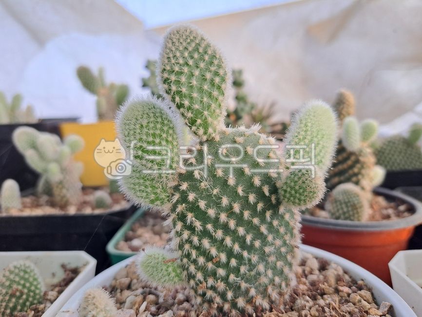 snowman cactus,honeybunny,Cactus,White peach fan shape,succulents,rabbit cactus,Baek Doseon