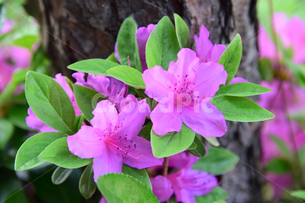 철쭉,진달래,꽃,빨간꽃,식물,자연,보라색,핑크,plant,nature,flower,네이처,플랜트,배경,화사한,식물,자연,plants,nature,꽃,flower