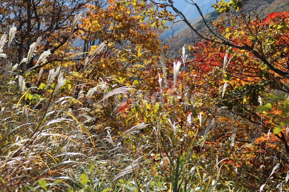 갈대,나무,숲,단풍,산속,가을,계절,fall,autumn,season