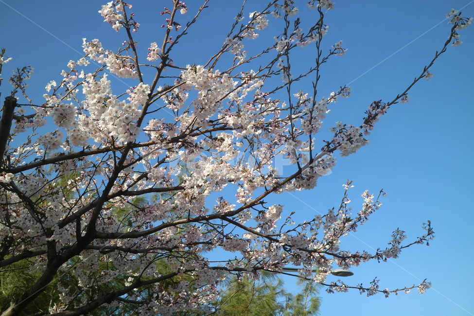 벚꽃,꽃,나무,봄,flower,하늘,날씨,꽃잎,3월