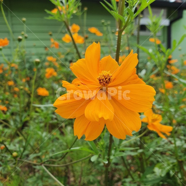 plant,식물,flower,꽃,주황