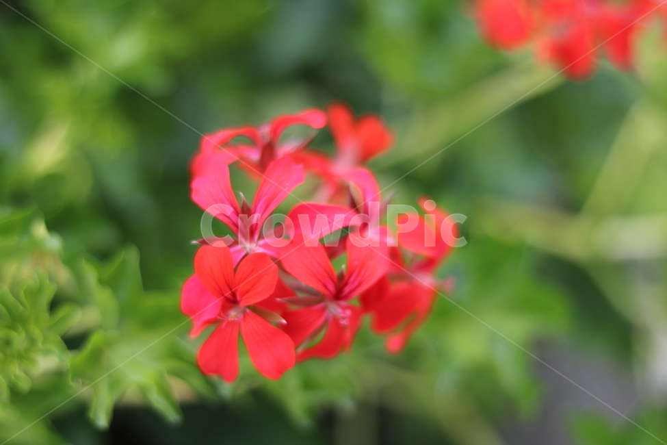 꽃,들꽃,야생화,flower,식물,식물,자연,plants,nature,꽃,flower