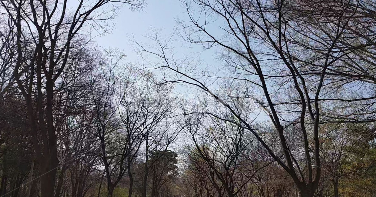 tree,나무,plant,식물,vegetation,초목,nature,자연,woodland,outdoors,옥외,land,forest,숲,treetrunk,나무줄기