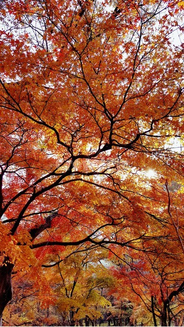 가을,단풍,내장산,fall,autumn,season,maple,잎,leaf,식물,plant,나무,tree,계절,자연,하늘,sky,colorful