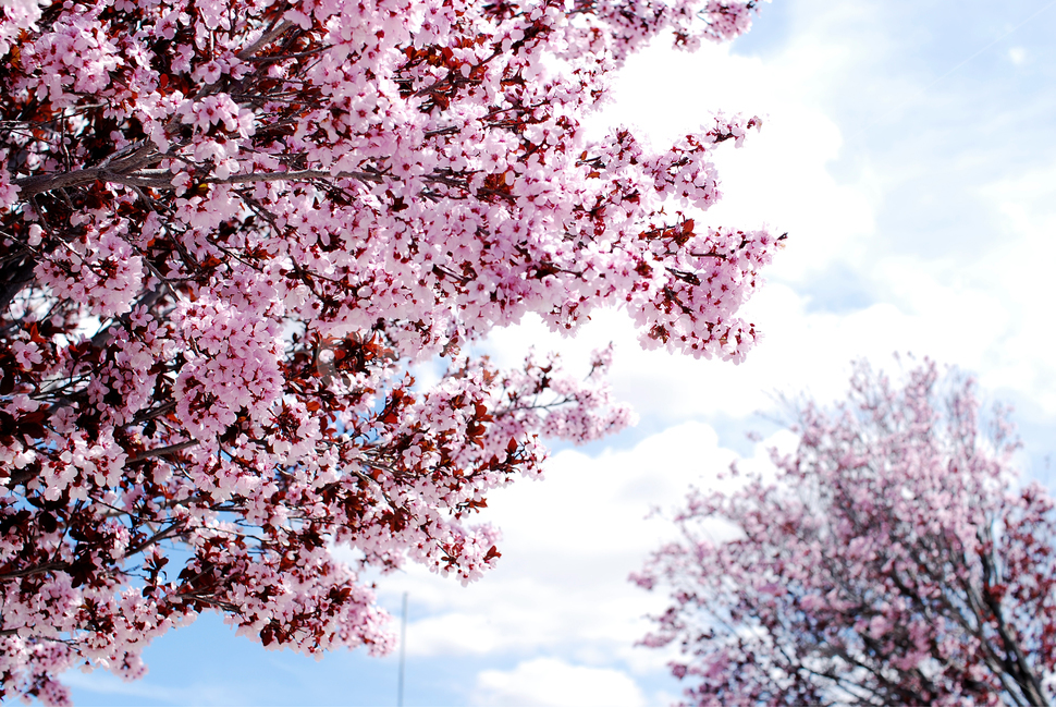 꽃,하늘,복숭아꽃,벚꽃,cherryblossom,봄,peachflower