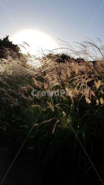 잔디,갈대,식물,lawn,reed,grass,햇빛,식물,자연,plants,nature