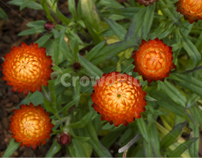 꽃,아웃포커싱,별꽃,flower,자연,식물,자연,plants,nature,꽃,flower