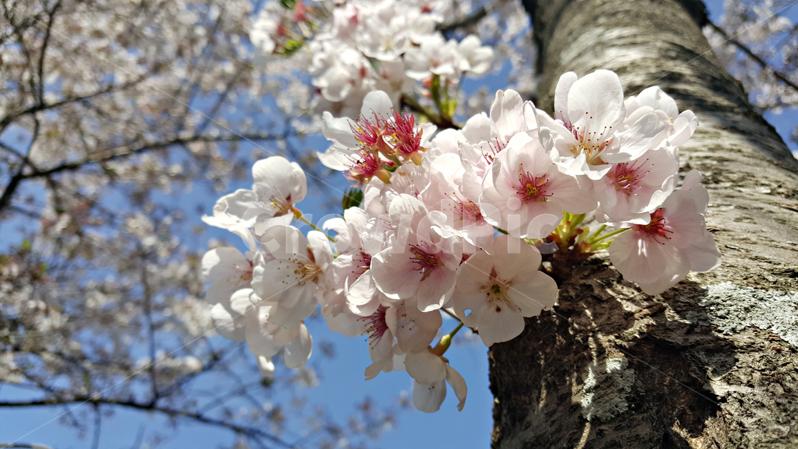꽃,blossom,cherryblossom,식물,plant,벚꽃,벚나무