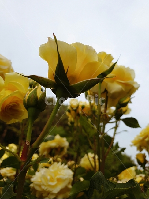 장미,장미축제,장미꽃,노란장미,꽃