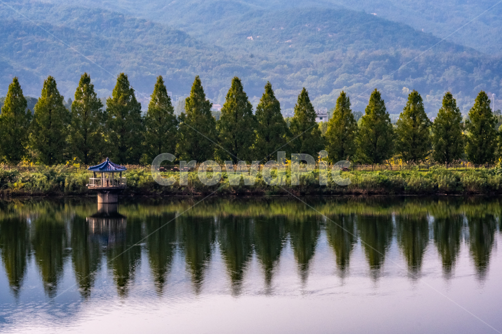 tree,나무,plant,식물,abies,아비,outdoors,자연,nature,전나무,fir,옥외,풍경,자연,풍경,nature,landscape