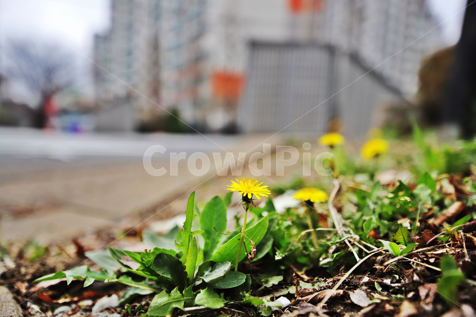 민들레,야생화,식물,꽃,봄,봄,계절,spring,season,식물,자연,plants,nature,꽃,flower,plant,potted plant,화분,jar,항아리,pottery,도기류,vase,병 장식