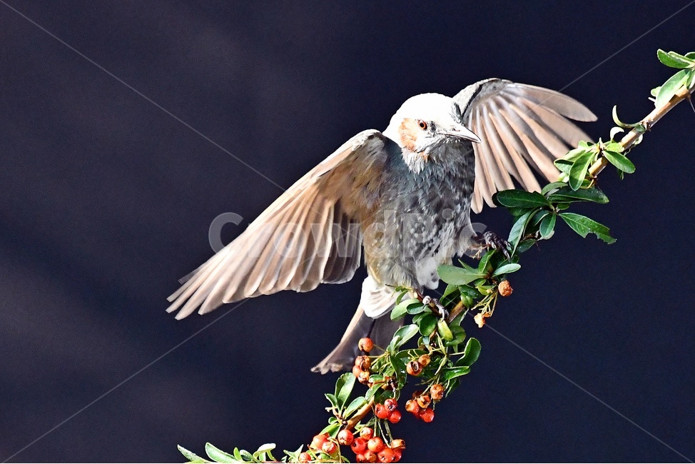 새,조류,동물,직박구리,날개짓,포즈,동물,animal,조류,새,birds