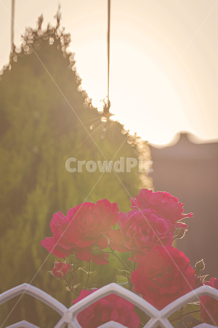 자연,식물,꽃,장미,빨간장미,nature,plants,flower,rose,redroses