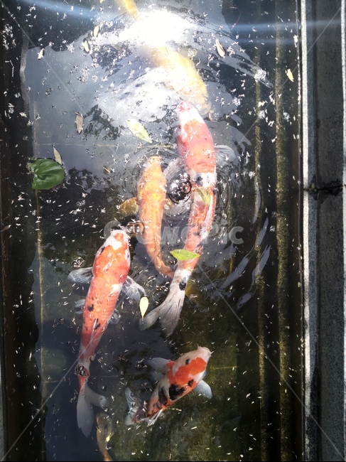 animal,동물,물고기,잉어,fish