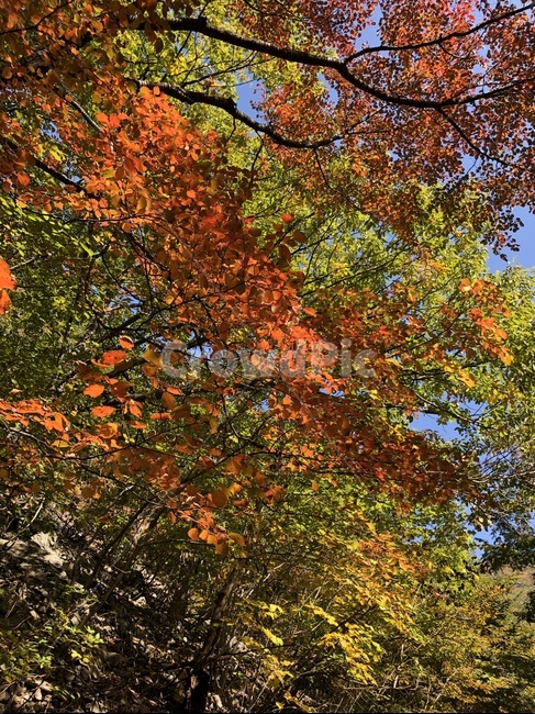 식물,단풍,잎,tree,나무,가을,fall