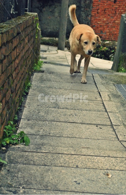 개,포유류,동물,dog,animal,mammal,동물,animal,포유류,mammal,개,강아지,dog,doggy