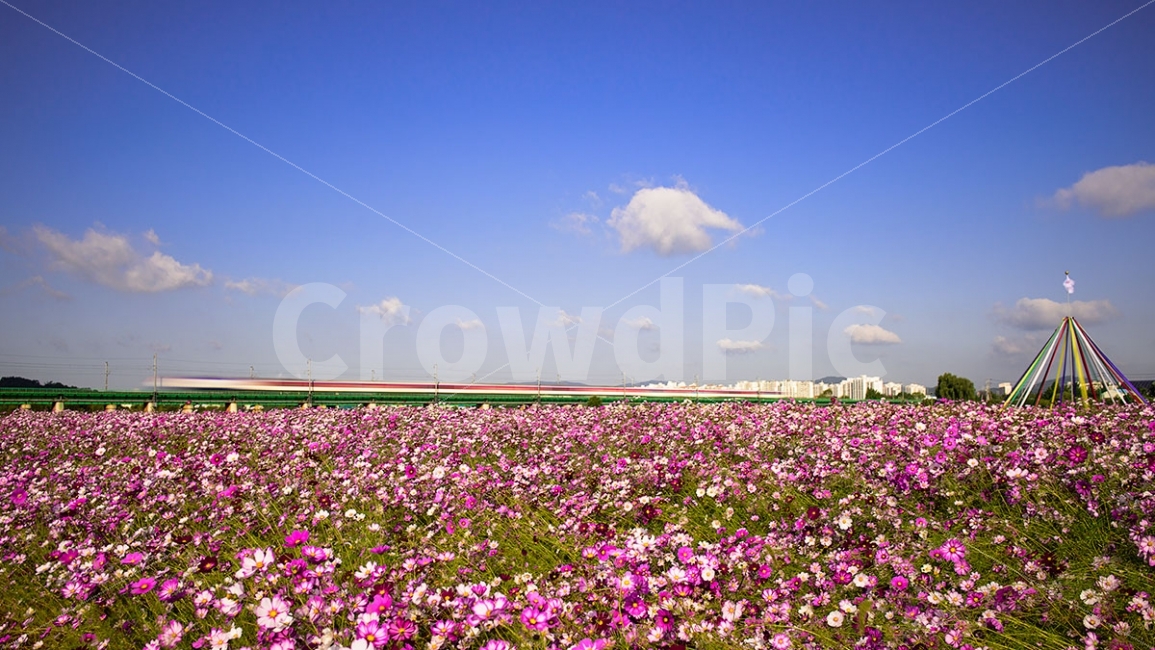 자연,가을,열차,축제,고향에달려가는마음,자연,풍경,nature,landscape,가을,계절,fall,autumn,season,교통,교통수단,traffic,transportation,blossom,꽃,flower,plant,식물,petal,꽃잎,geranium,제라늄