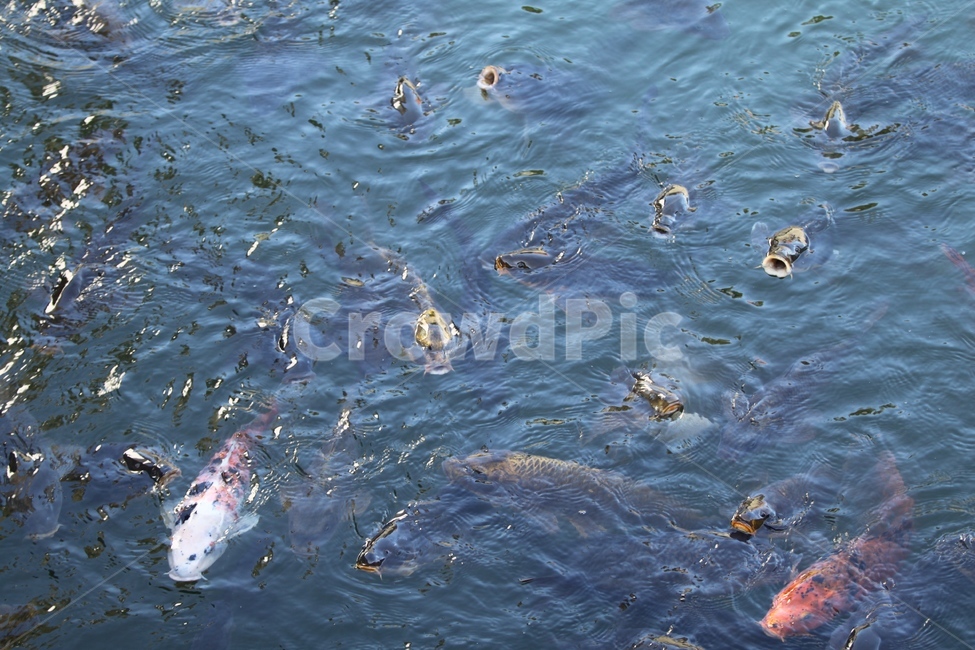 water,물,잉어,물고기,일본