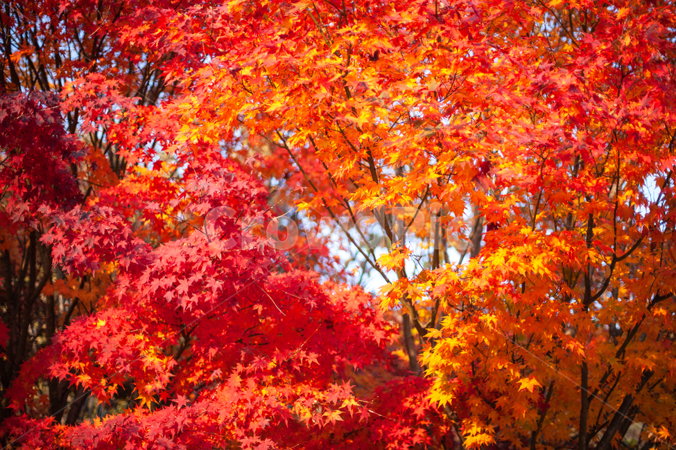 단풍,가을,maple,단풍나무,autumn,fall,가을,계절,fall,autumn,season,leaf,잎,plant,식물,tree,나무