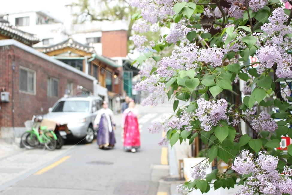 북촌,한옥마을,한옥,삼청동,서울,한복,꽃,산책,사람,식물,자연,plants,nature,한국전통,한국문화,korean traditional,korean culture,꽃,flower