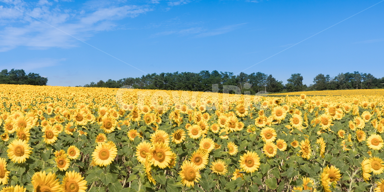 해바라기,해바라기꽃,선플라워,sunflower,꽃,flower,자연,풍경,nature,landscape,식물,plants,꽃,flower,plant