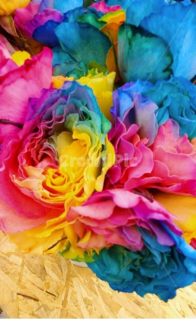 장미,장미꽃,무지개,꽃잎,꽃,식물,plant,flower,blossom,rose,꽃다발,봄,여름,계절,감성,분위기
