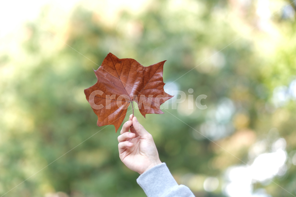 낙엽,가을,빛,계절,자연,가을,계절,fall,autumn,season,leaf,잎,plant,식물,tree,나무