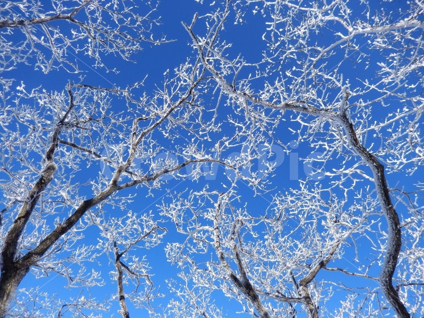 Famous winter mountain,blue sky,snow scene,Yeongdong,snow scenery,commercial high school,frost flower,100 famous mountains,winter fairy tale,snowflake scenery,winter landscape,Minjoojisan