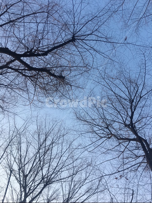 겨울,나뭇가지,앙상한,나무,겨울하늘,자연,풍경,nature,landscape,tree,plant,식물,tree trunk,나무 줄기