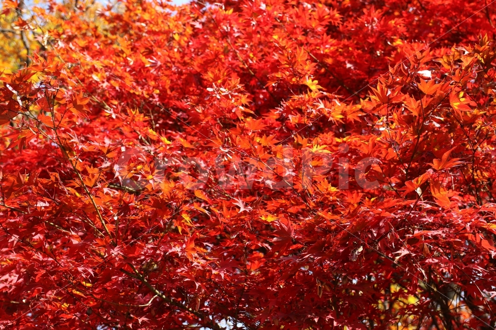 단풍,가을,가을단풍,풍경,가을풍경,가을배경,가을,계절,fall,autumn,season,식물,자연,plants,nature,leaf,잎,plant,tree,나무,maple