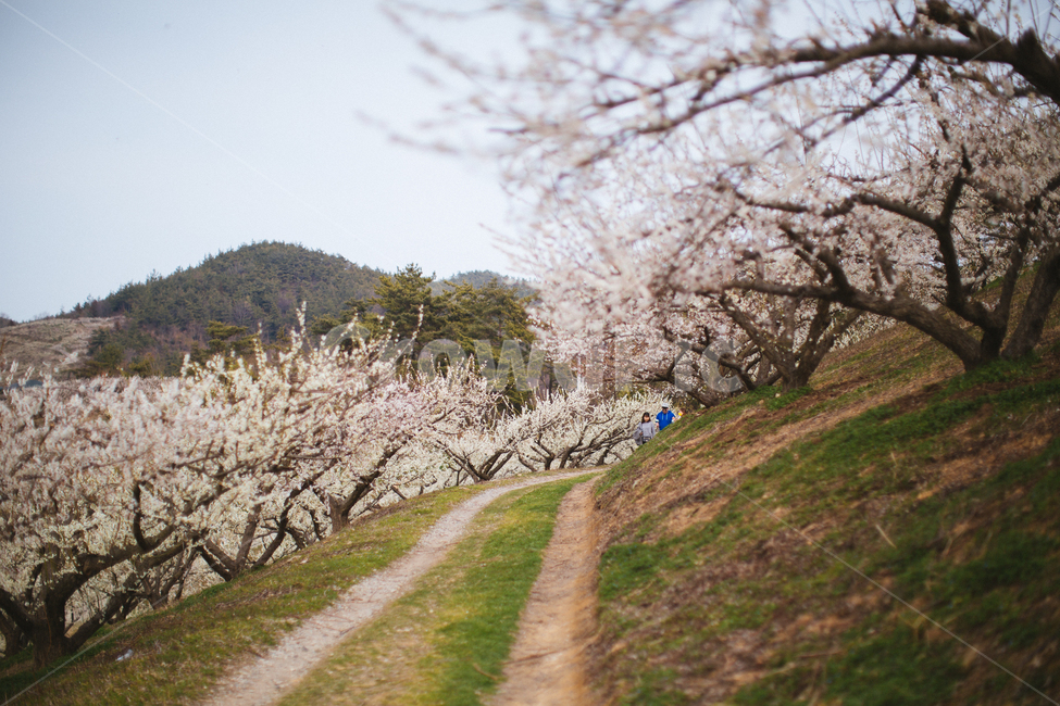 봄,매화,꽃,농장,자연,풍경,나무,봄,계절,spring,season,자연,풍경,nature,landscape,plant,식물,flower,blossom