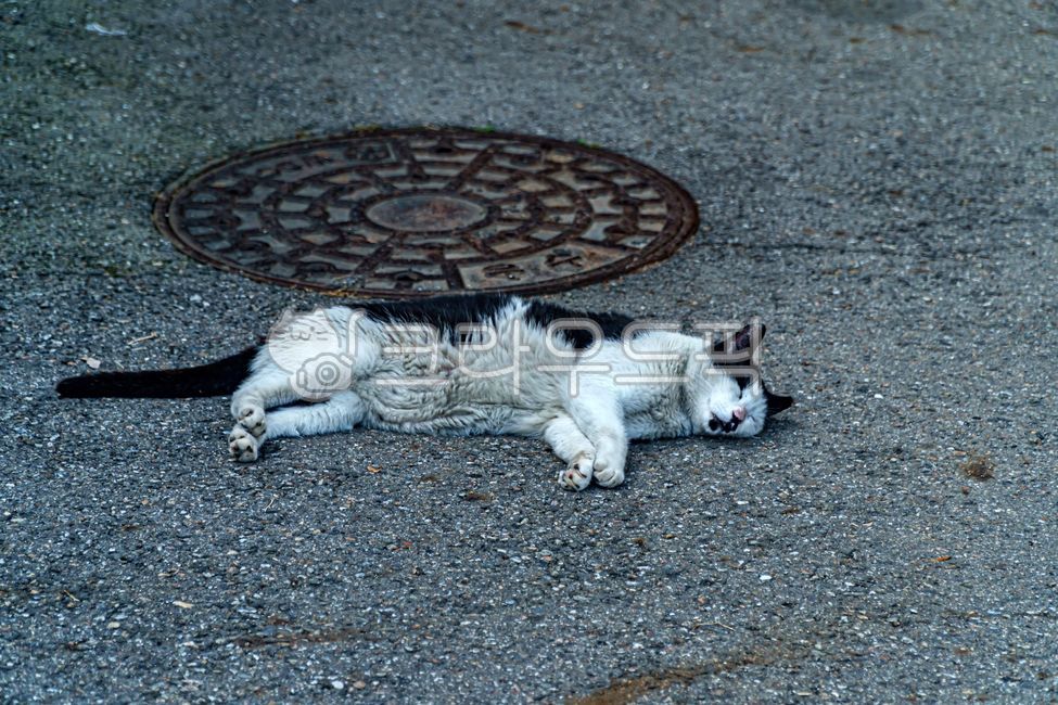 sleep,doze off,stray cat,mammal,cat,snooze,straycat,nap,Korean shorthair,Korean short hair,nature,slumber,alleycat,asphalt,mammals,animal,shorthair