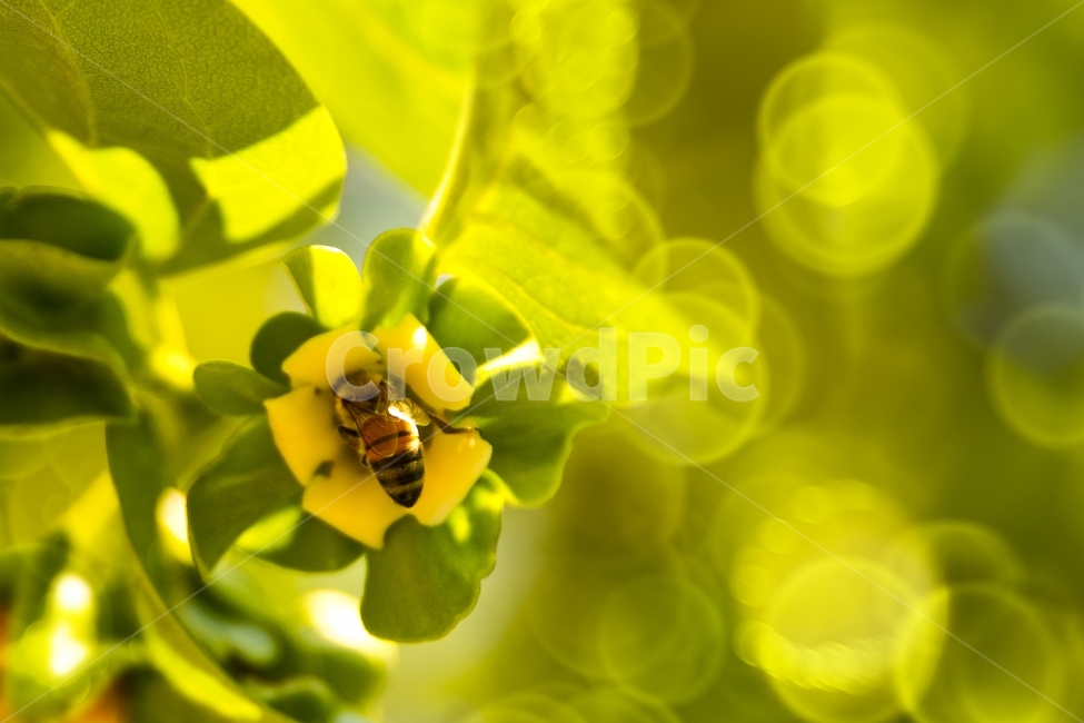꿀벌,감나무,감꽃,봄,꽃,식물,자연,plants,nature,꽃,flower,동물,animal,곤충,벌레,insect,bug