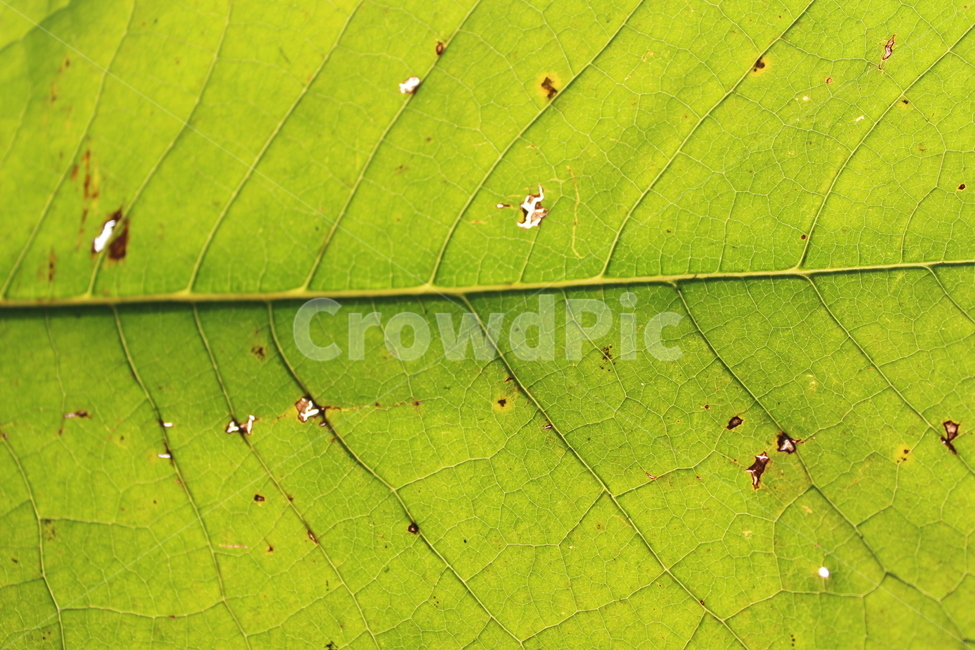 plant,leaf,잎,식물,잎사귀,식물,자연,plants,nature