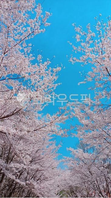 spring,Cherry Blossom,cherryblossom,flower