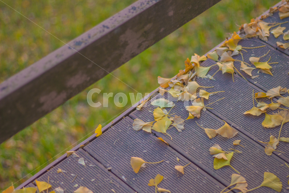 은행나무,은행잎,가을,자연,autumn,fall,ginkgo,yellow,은행,가을,계절,fall,autumn,season,leaf,잎,plant,식물