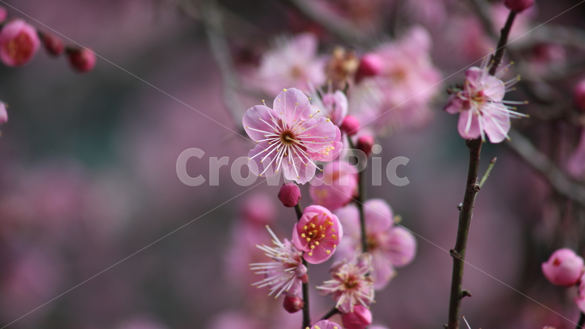 매화,홍매화,식물,japaneseapricot,prunusmume,봄꽃,봄,식물,자연,plants,nature,꽃,flower