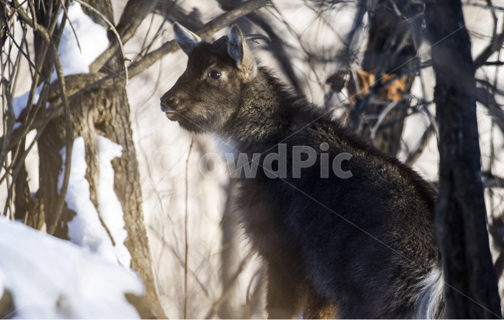 산양,천연기념물,야생산양,멸종위기,goral,LongTailedGoral,염소,goat,동물,animal,포유류,mammal