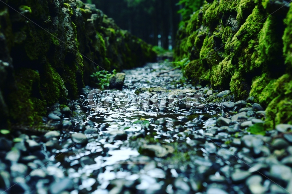 제주,교래자연휴양림,피톤치드,자연,휴양림,나무,계곡,식물,자연,plants,nature