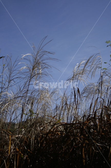 억새,풀,하늘,가을,식물,가을,계절,fall,autumn,season,식물,자연,plants,nature,plant,grass,잔디,lawn,reed,갈대