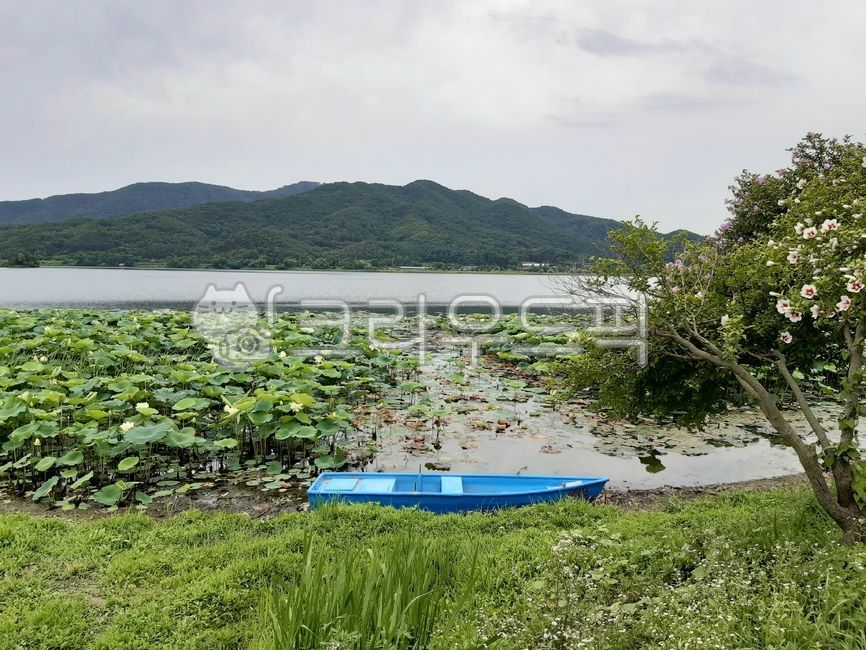 lotus flower,rowing boat,river,lotus field,Boat